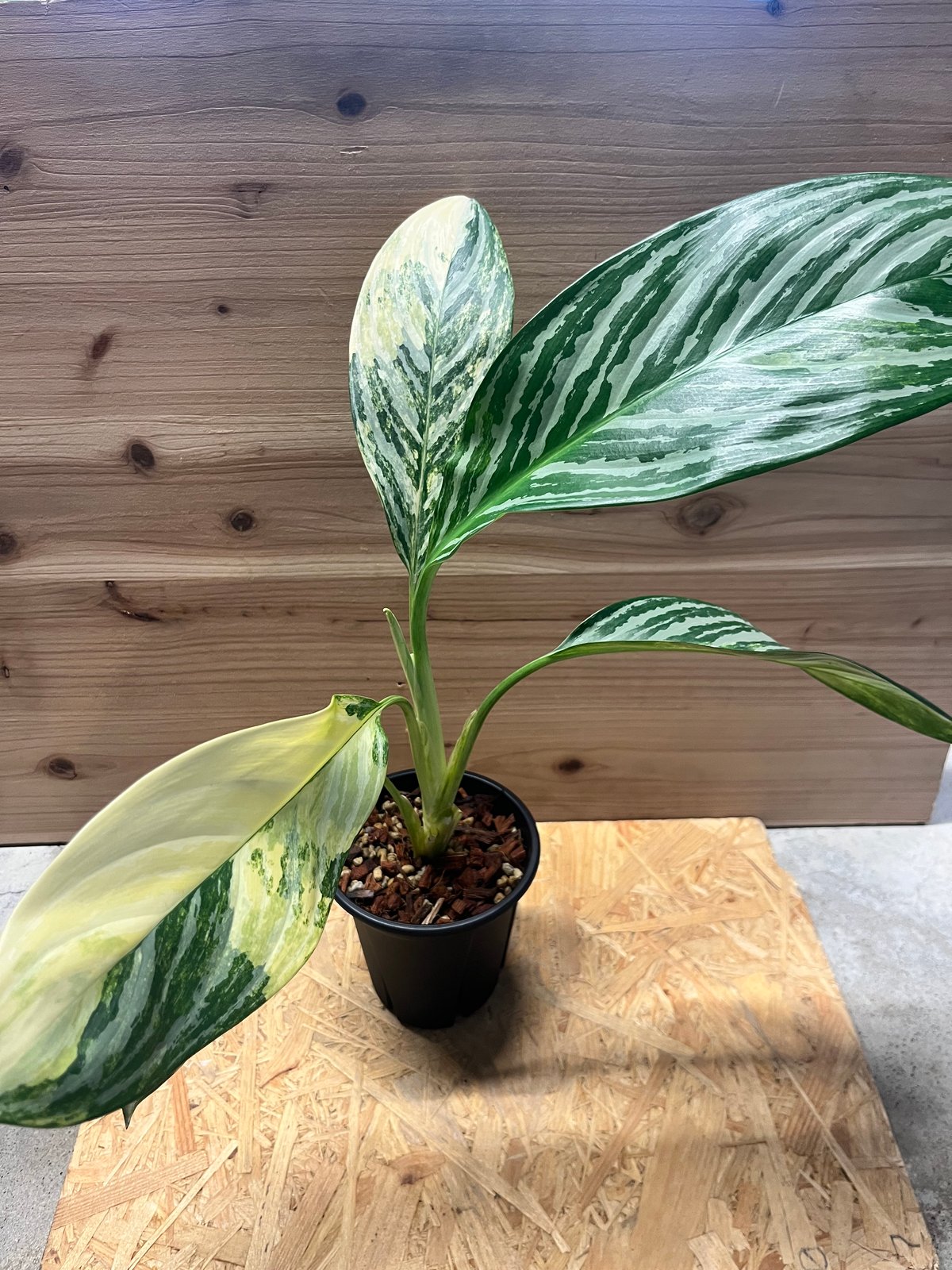 ［アグラオネマ】ニティドゥム カーティシー fit=scale-down,w=1200