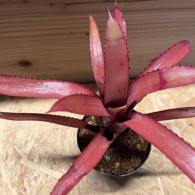 エクメア ヌディカウリス ルブラ？ | GREEN LUCK