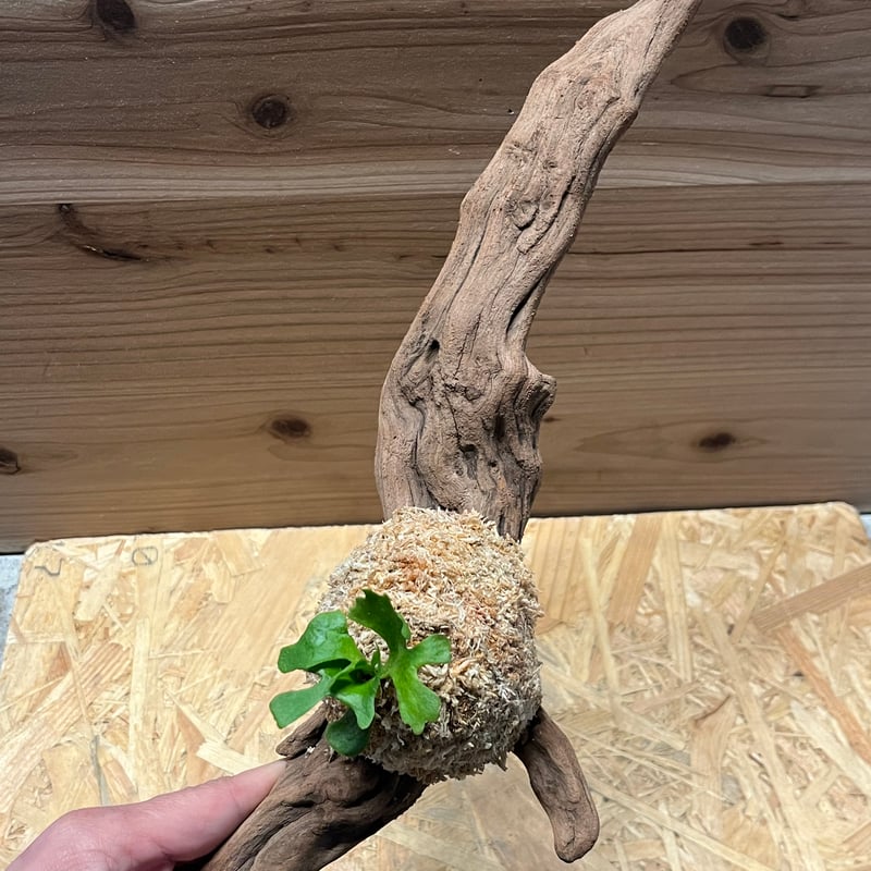 ビカクシダ リドレイ ドワーフ シルベリー | GREEN LUCK