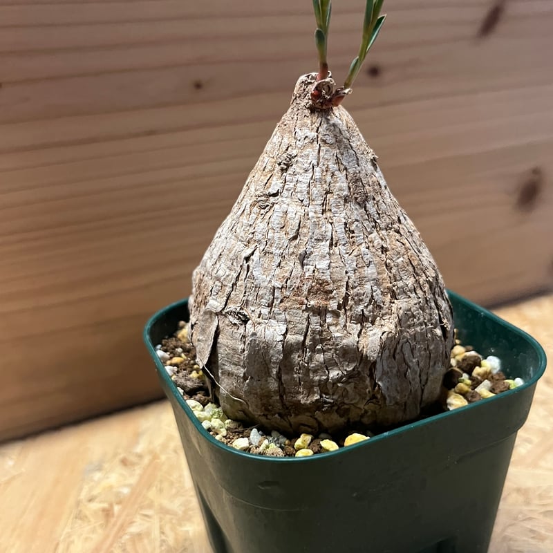 ユーフォルビア トリカデニア | GREEN LUCK