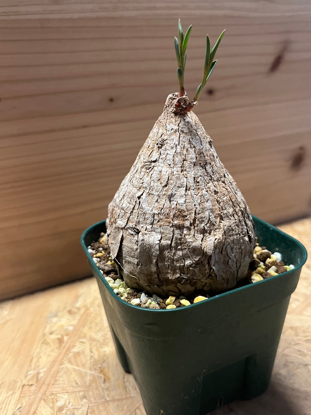 ユーフォルビア トリカデニア | GREEN LUCK