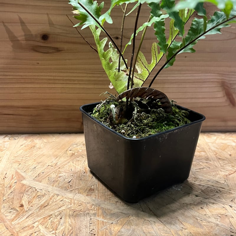 ドリナリア フロリダ | GREEN LUCK