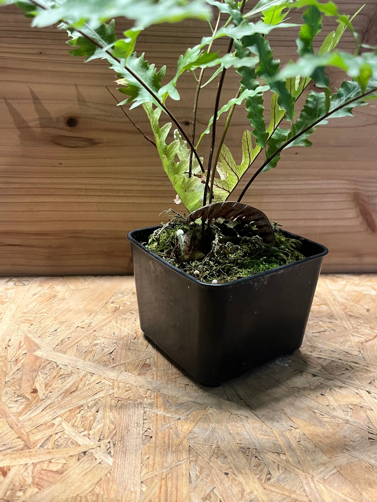 ドリナリア フロリダ | GREEN LUCK