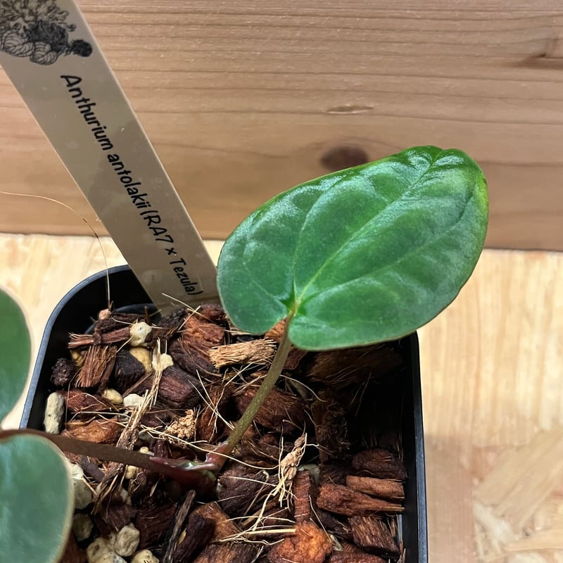 アンスリウム アントラキー （RA7×tezula） | GREEN LUCK