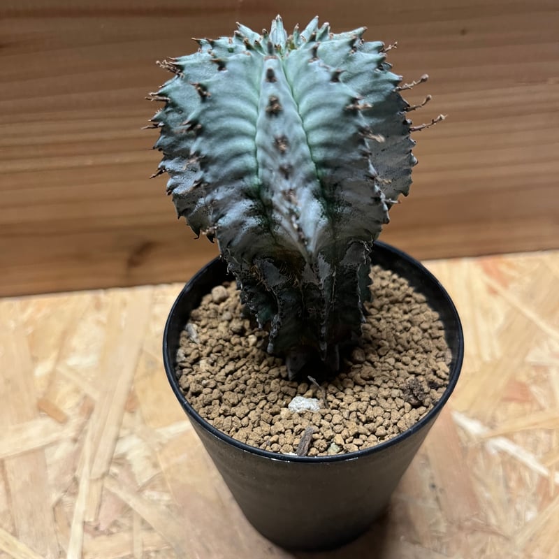 ユーフォルビア ホリダ | GREEN LUCK