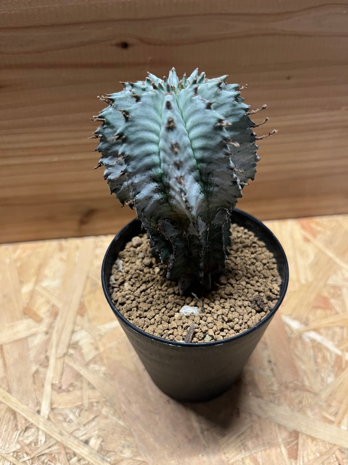 ユーフォルビア ホリダ | GREEN LUCK