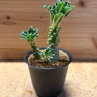 ドルステニア　ラブラニー