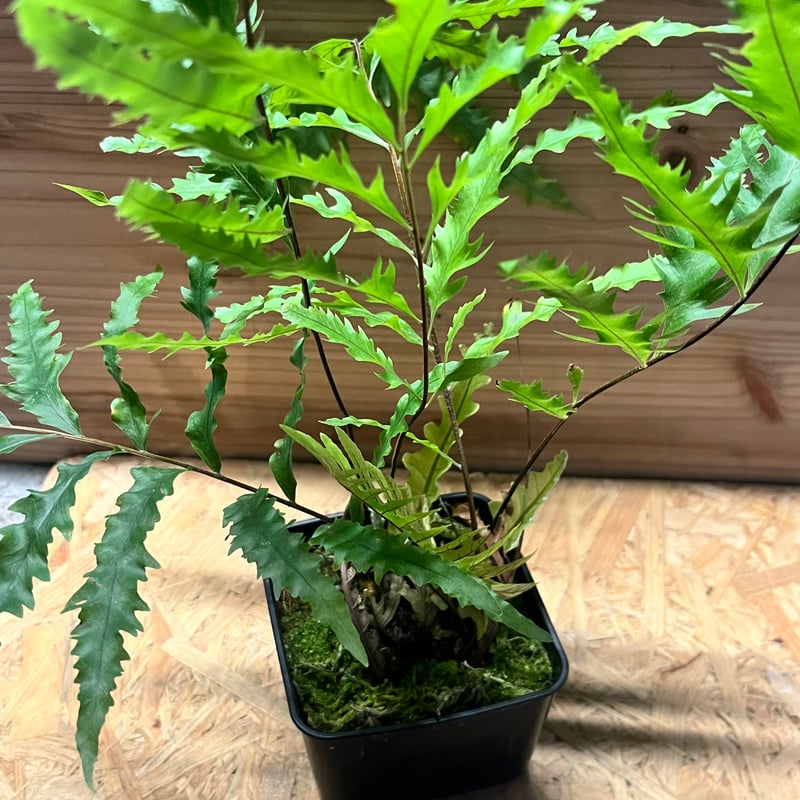 ドリナリア フロリダ | GREEN LUCK