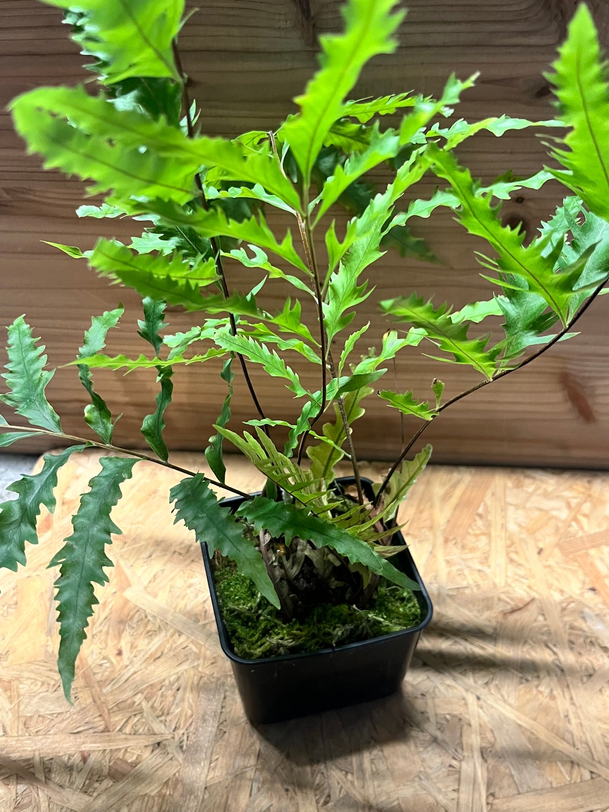 ドリナリア フロリダ | GREEN LUCK