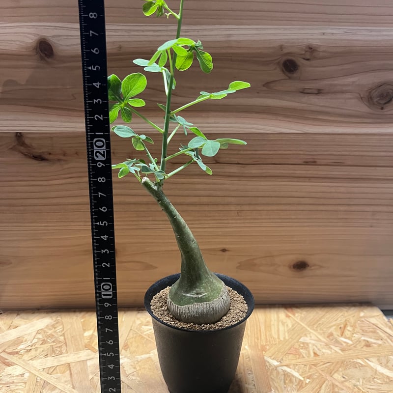 最終値下げ　アデニアグラウカ アデニア グラウカ | GREEN LUCK