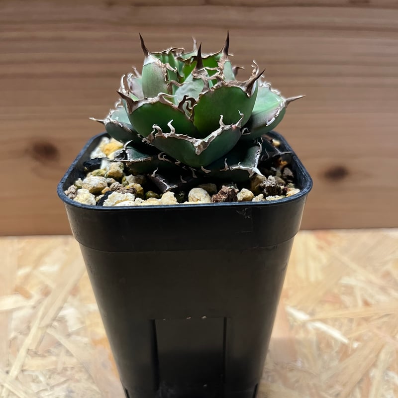 アガベ チタノタ チャム | GREEN LUCK