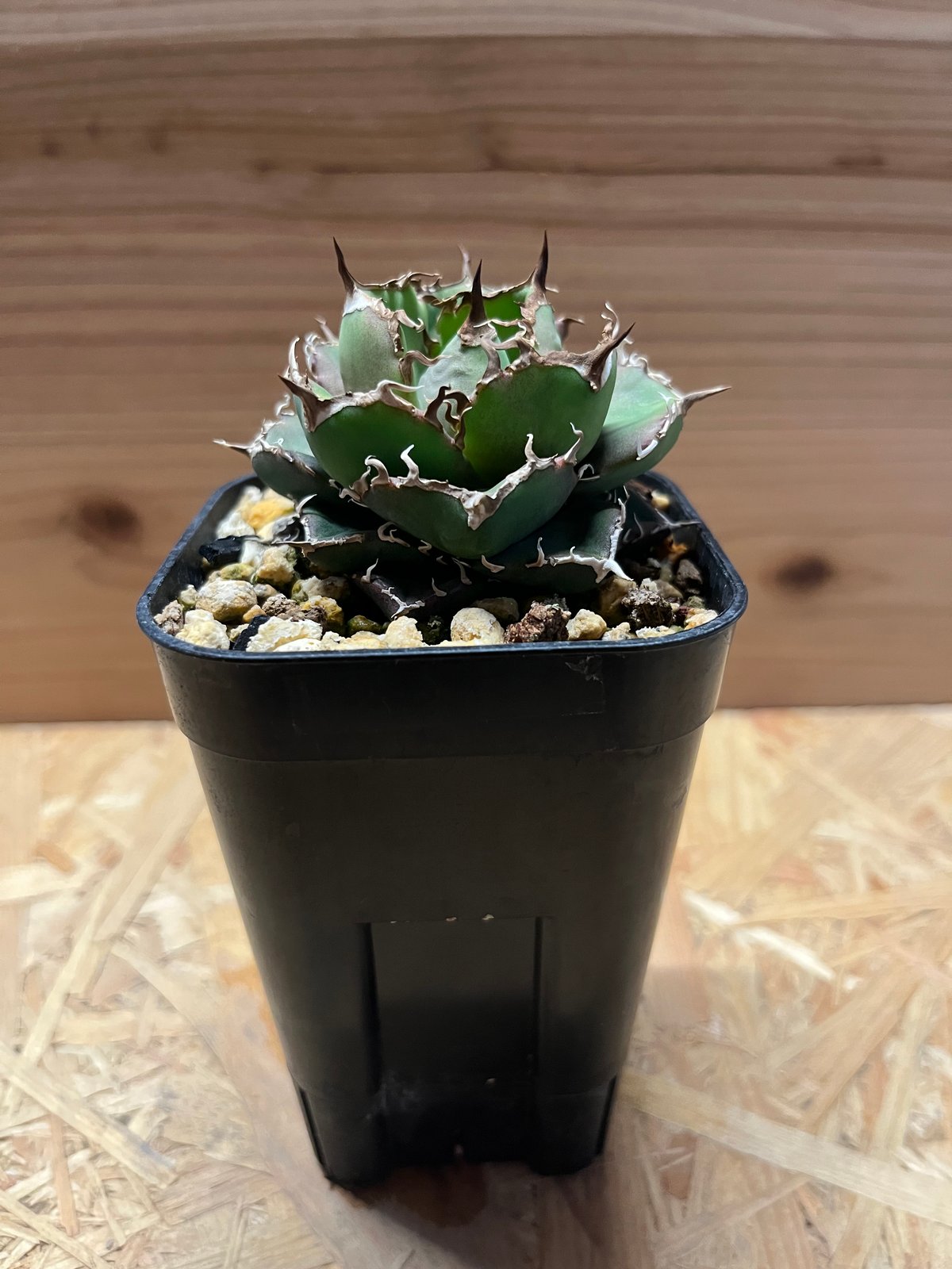 アガベ　チャム　chum イラン株 fit=scale-down,w=1200