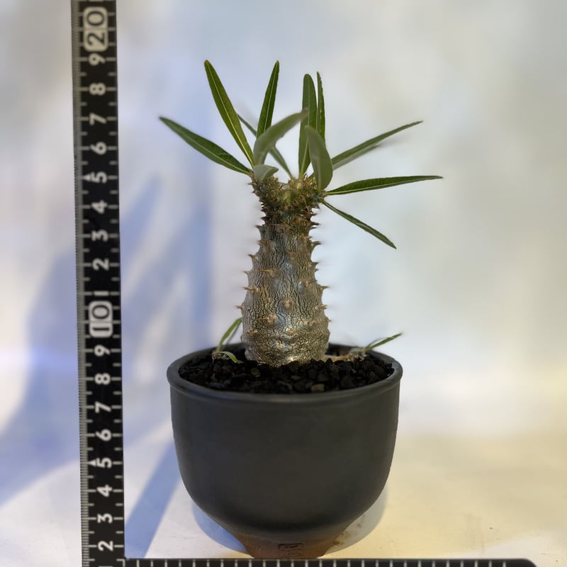 パキポディウム グラキリス実生×伝市鉢 | GREEN LUCK