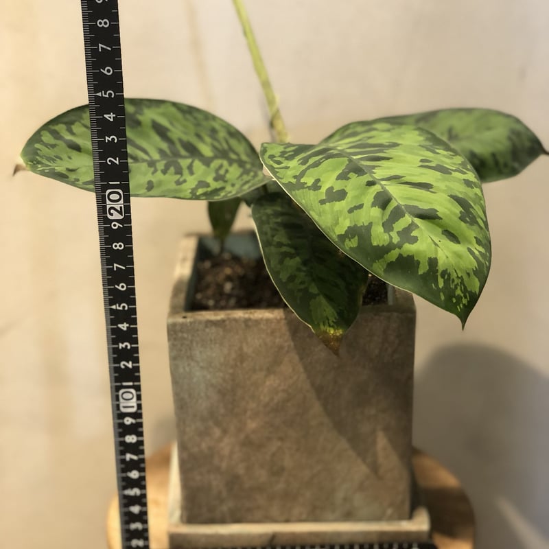 ホマロメナ ワリシー カモフラージュ | GREEN LUCK