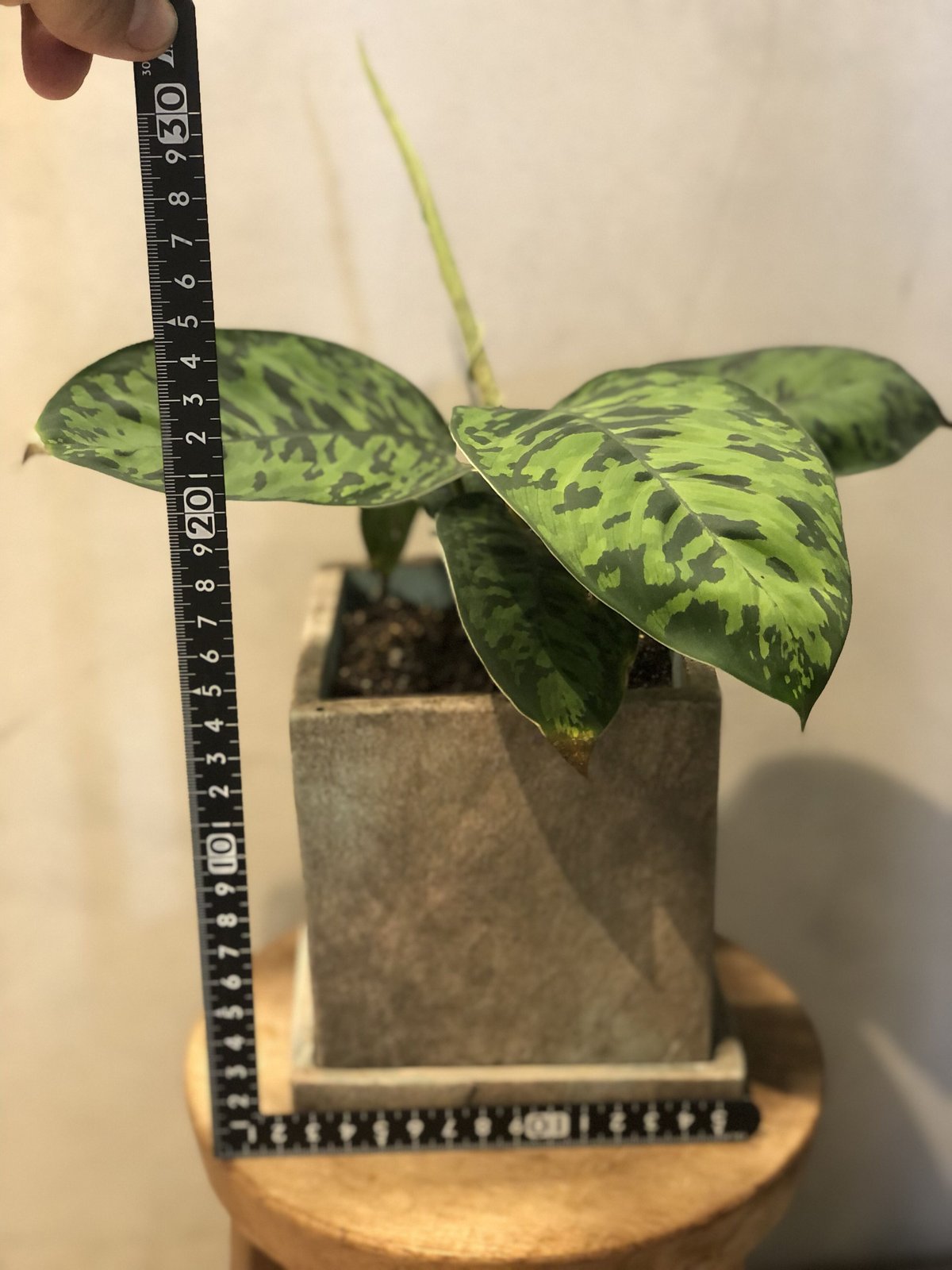 ホマロメナ ワリシー カモフラージュ＋クロコダイルファーン＋ジャックリン ホマロメナ ワリシー カモフラージュ＋クロコダイルファーン＋ジャックリン