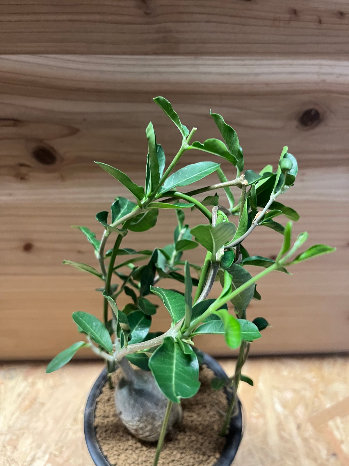 フォッケア エデュリス 火星人 | GREEN LUCK