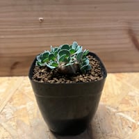 ウンカリーナ グランディディエリ | GREEN LUCK