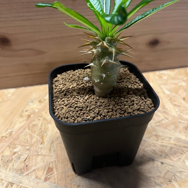 パキポディウム アンボンゲンセ | GREEN LUCK