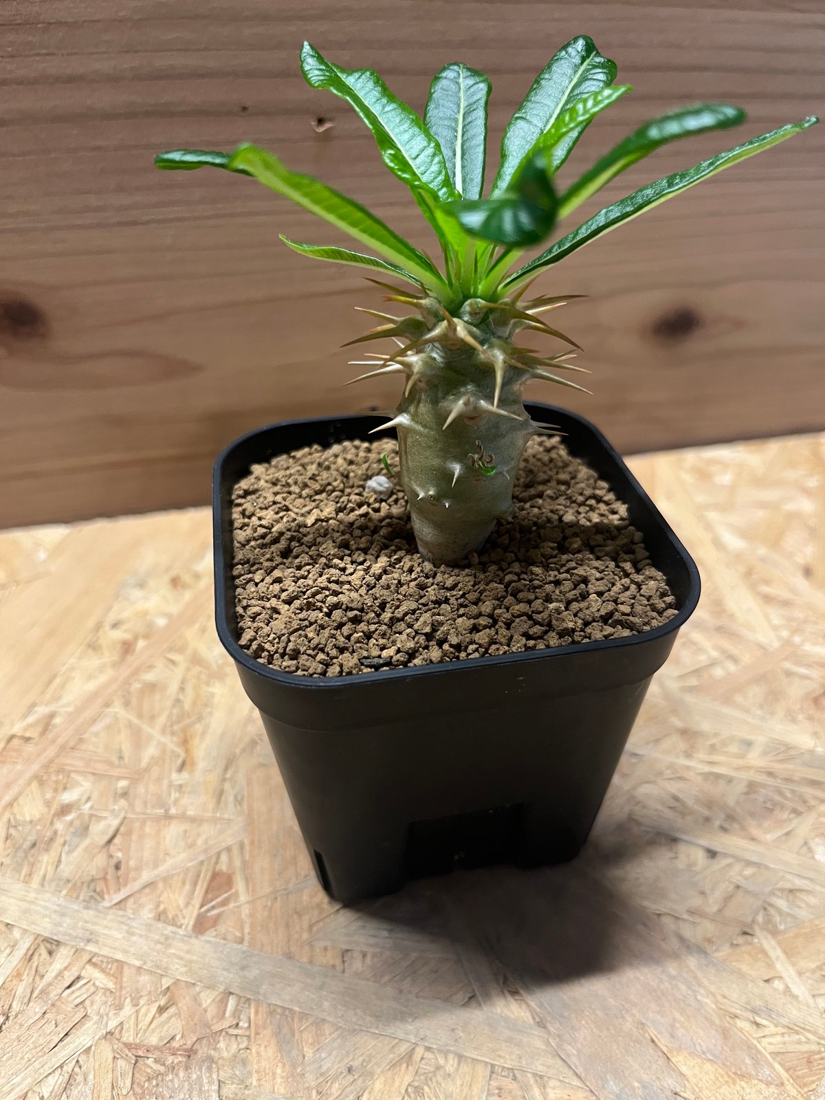 パキポディウム アンボンゲンセ | GREEN LUCK