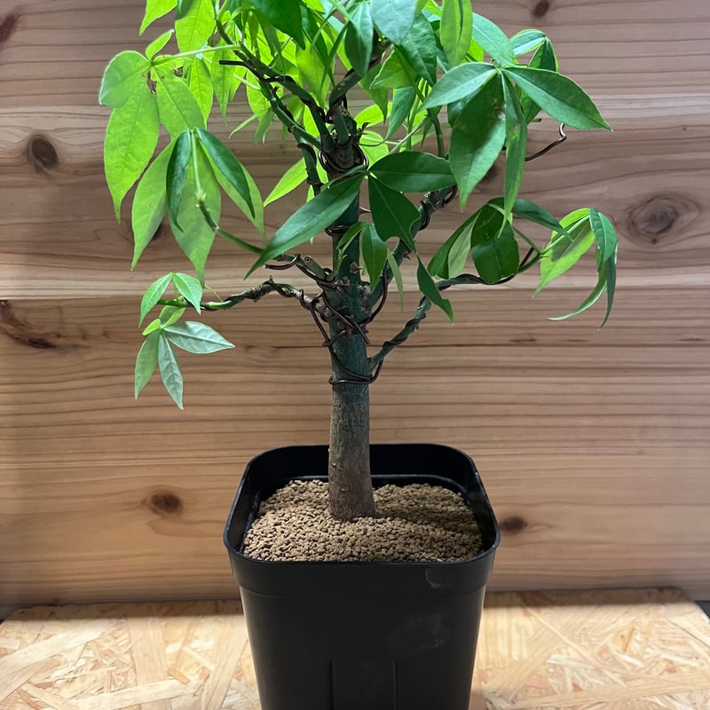 酔っ払いの木　トックリキワタ　パラボラッチョ　トゲトゲ　鑑賞樹木　塊根植物 酔っ払いの木 トックリキワタ パラボラッチョ トゲトゲ 鑑賞樹木 塊根植物