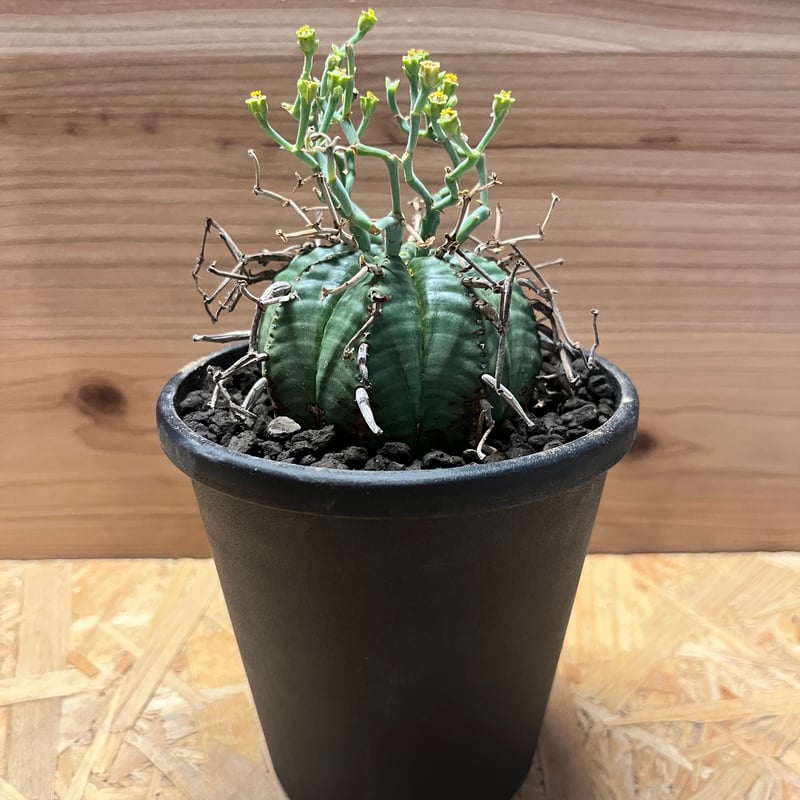 ユーフォルビア スーパーバリダ | GREEN LUCK