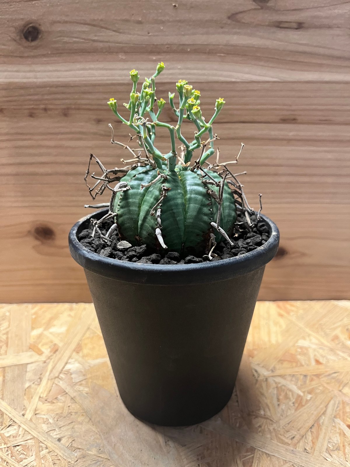 ユーフォルビア スーパーバリダ ユーフォルビア スーパーバリダ | GREEN LUCK