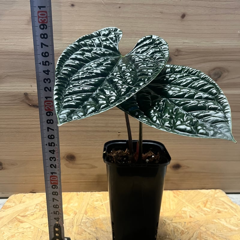 アンスリウム ルクスリアンス 'ブラック' | GREEN LUCK