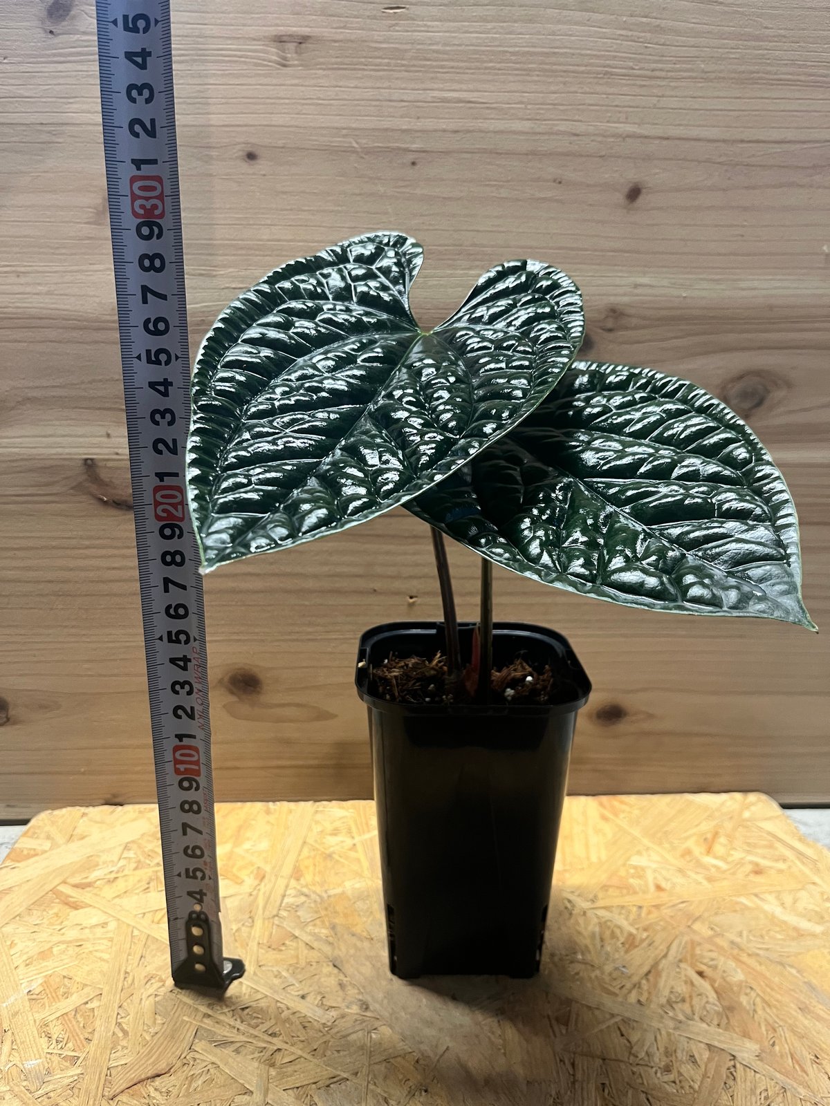 アンスリウム ルクスリアンス 'ブラック' | GREEN LUCK