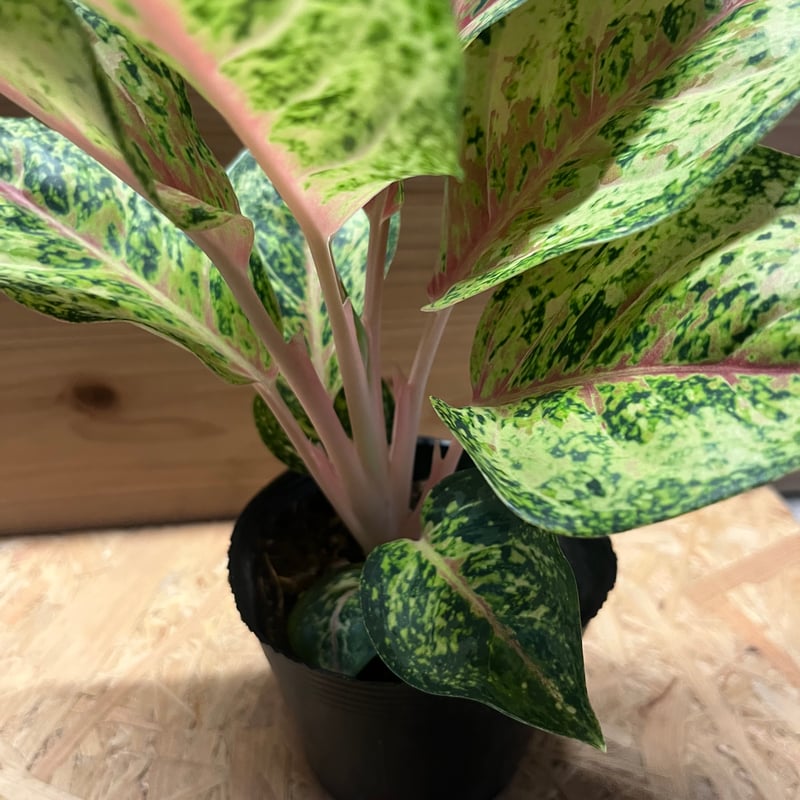 アグラオネマ ‘10カラット’ 大株 6号鉢／高さ60cm超・斑入り美株 アグラオネマ 10カラット | GREEN LUCK