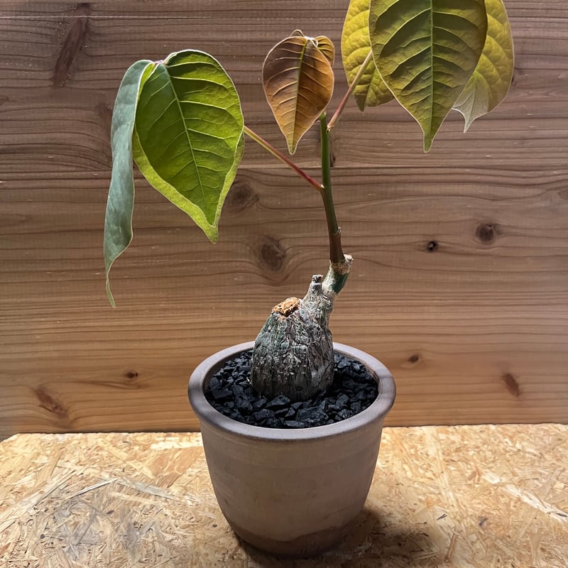 ボンバックス Pseudobombax ellipticum 鉢付発送 大きめ ボンバックス Pseudobombax ellipticum 鉢付発送 プセウドボン