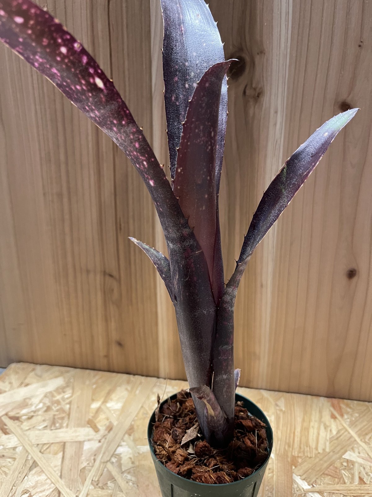 ビルベルギア エルゾロ | GREEN LUCK