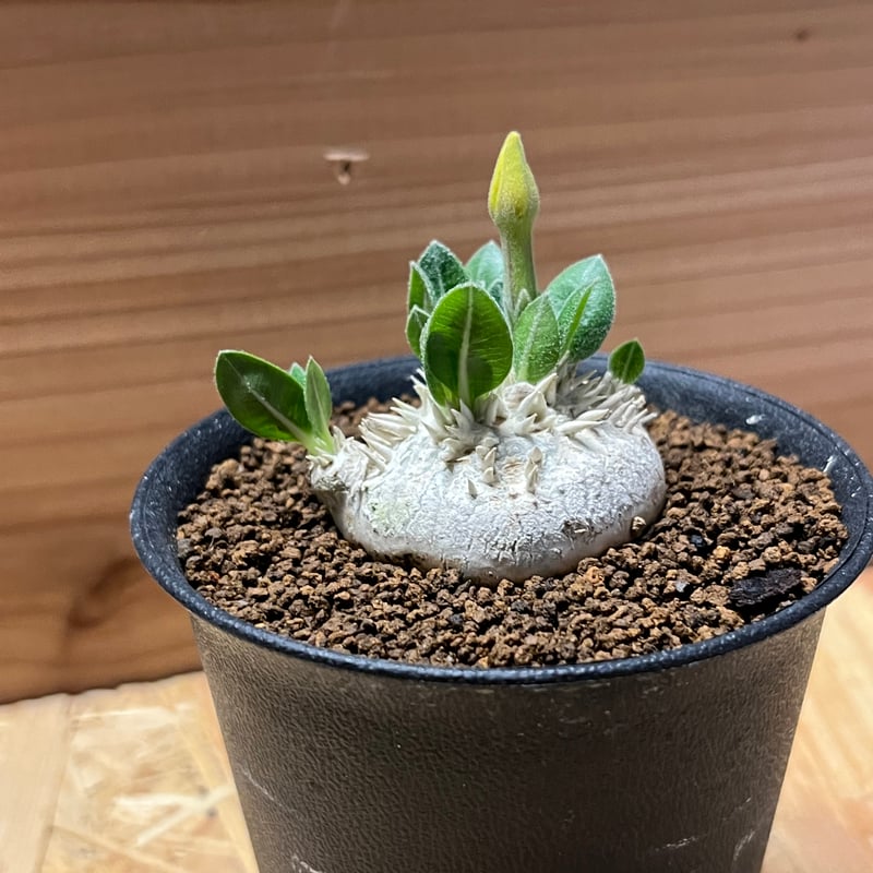 [のりたけ]恵比寿笑い デカいです。パキポディウム ブレビカウレ 恵比寿笑 パキポディウム：ブレビカウレ 恵比寿笑い 3号 の通販 | 園芸ネット