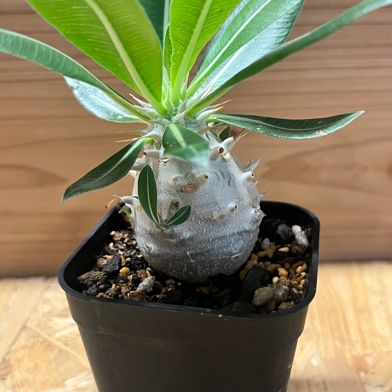 パキポディウムデンシフローラム パキポディウム デンシフローラム