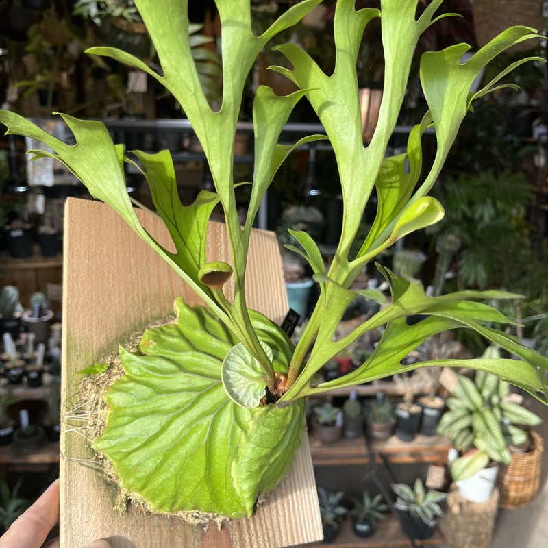 ビカクシダ リドレイ | GREEN LUCK