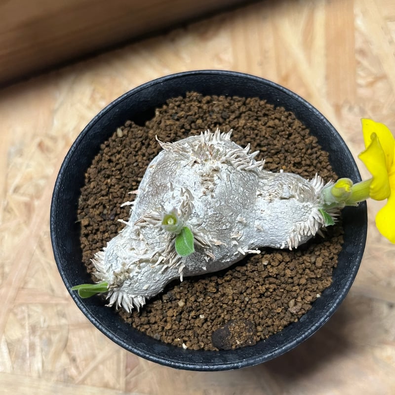 パキポディウム 恵比寿笑い | GREEN LUCK