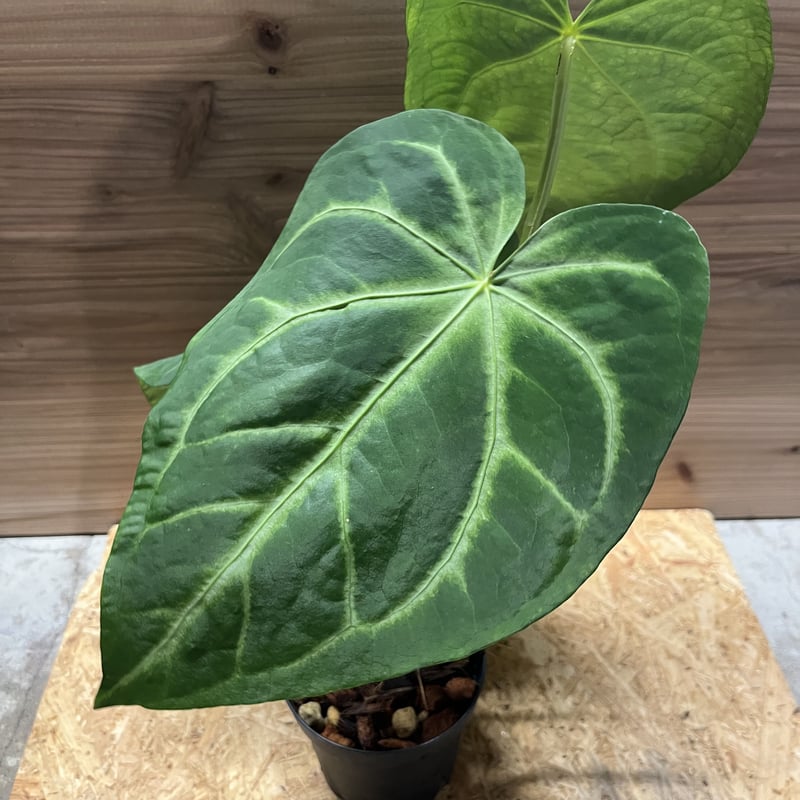 アンスリウム マグニフィカム | GREEN LUCK