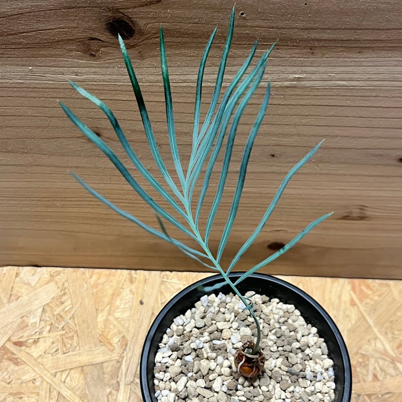 サイカス カイルンシアナ | GREEN LUCK