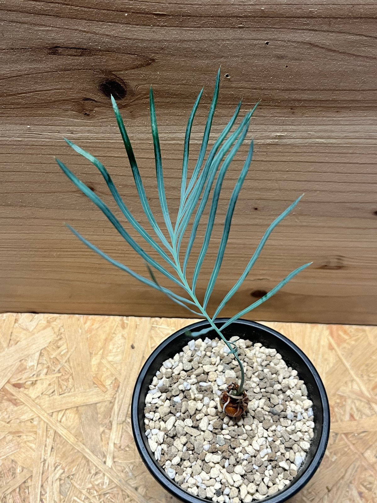 サイカス カイルンシアナ | GREEN LUCK