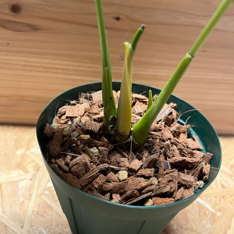 【超希少】アンスリウムロムズブラック①ミドルカット根っ子◎チヤンベルアニナム 超希少】アンスリウムロムズブラック①ミドルカット根っ子