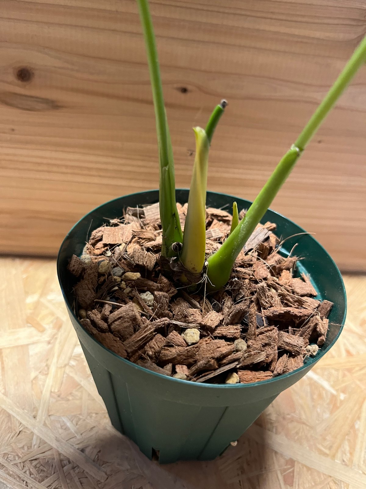 【未使用】アンジェラチャンパーニャ ROSARIUM ロザリウム アンスリウム チャンベラルニアナム ロムズレッド | GREEN LUCK