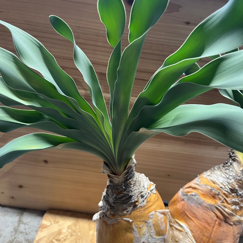 ブーファン ハエマンソイデス | GREEN LUCK