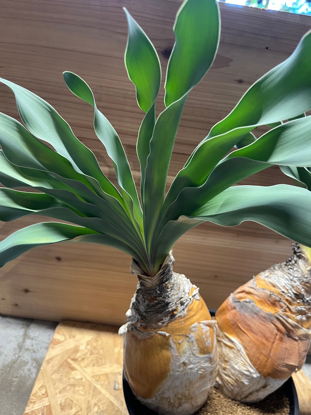 ブーファン ハエマンソイデス | GREEN LUCK