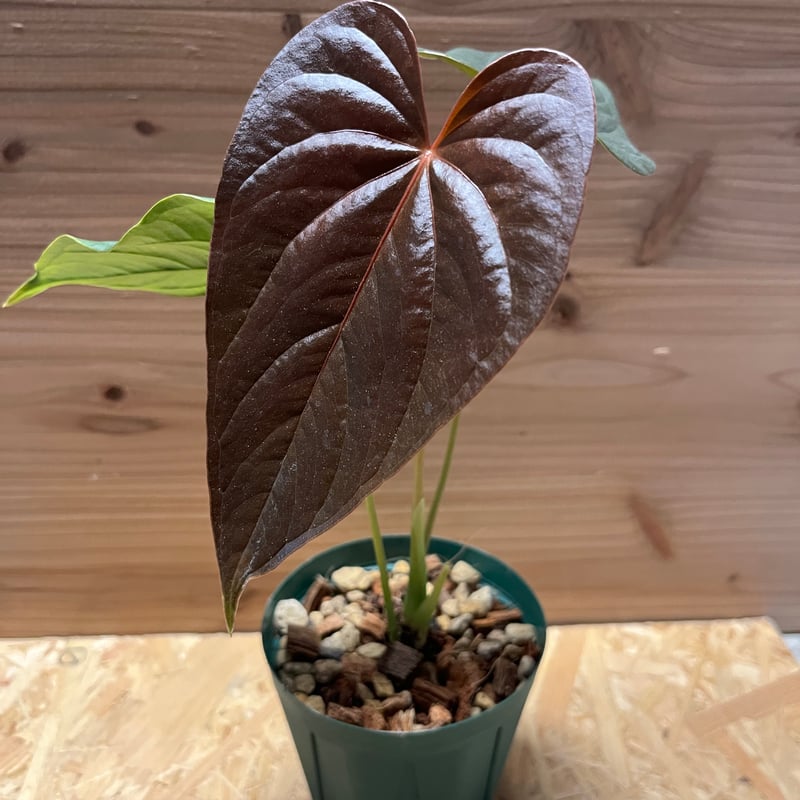 アンスリウム チャンベラニアナム ロムズレッド | GREEN LUCK