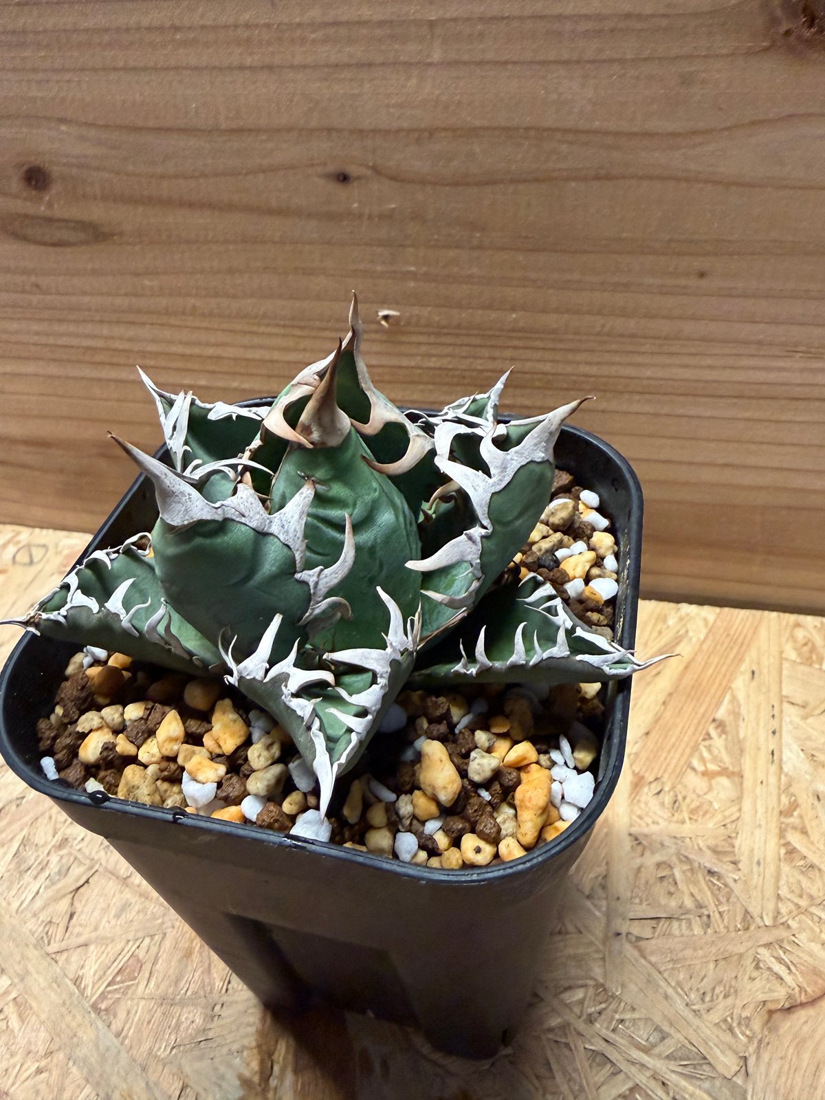 アガベ オテロイ オアハカ | GREEN LUCK