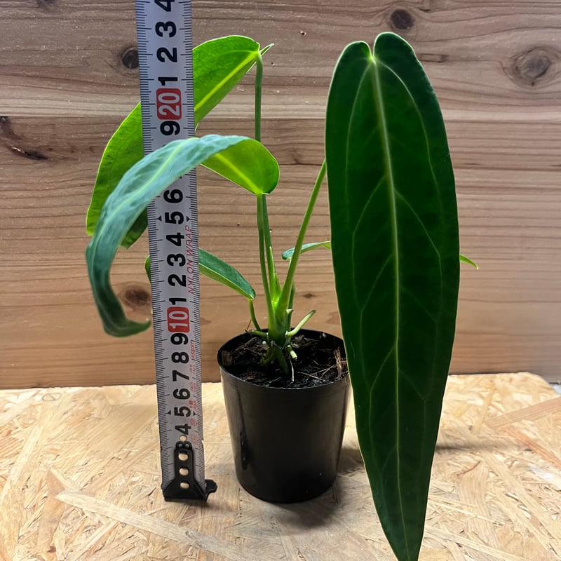 アンスリウム ワロクアナム | GREEN LUCK