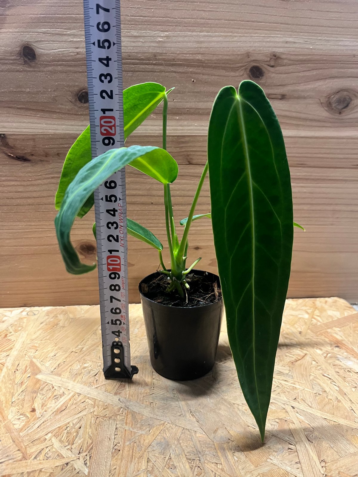 アンスリウム ワロクアーナム 葉長26cm アンスリウム ワロクアナム | GREEN LUCK