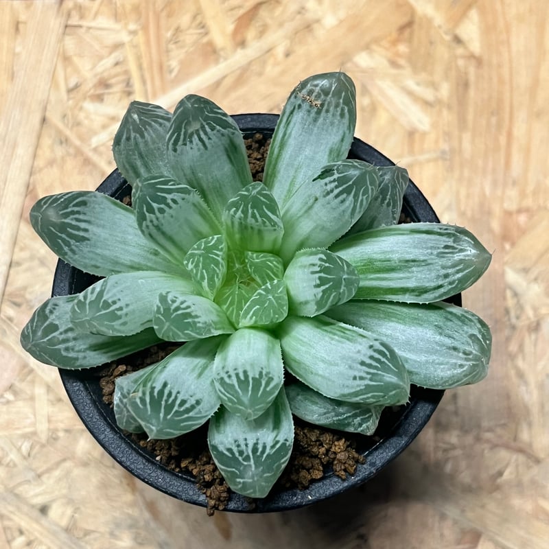 ハオルチア　オマケ Yahoo!オークション - 【 オリジナル交配種】ハオルチア トルテリオル