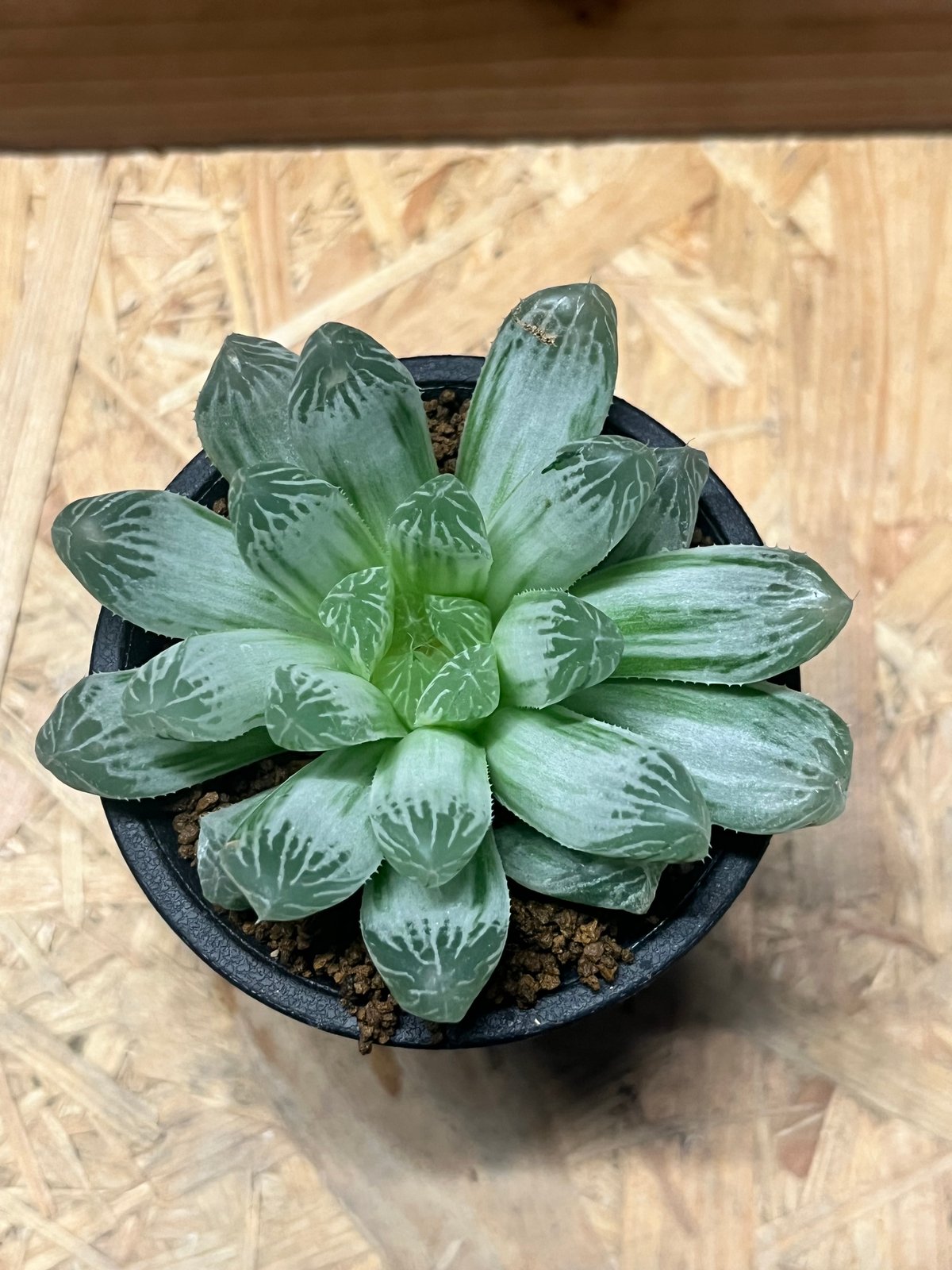 白蛇伝　ハオルチア　多肉植物　オブツーサ錦 ブラックオブツーサ錦✖️白蛇伝】ハオルチア属 ○成長記録○ | みどり