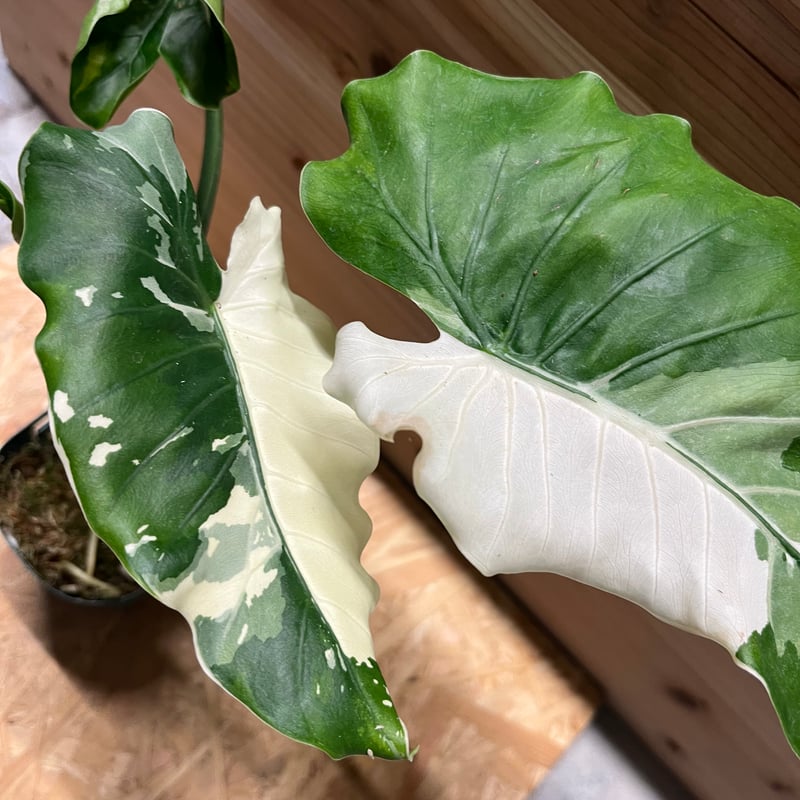 斑入りクワズイモ　アロカシア 斑入り クワズイモ アロカシア オドラ | GREEN LUCK