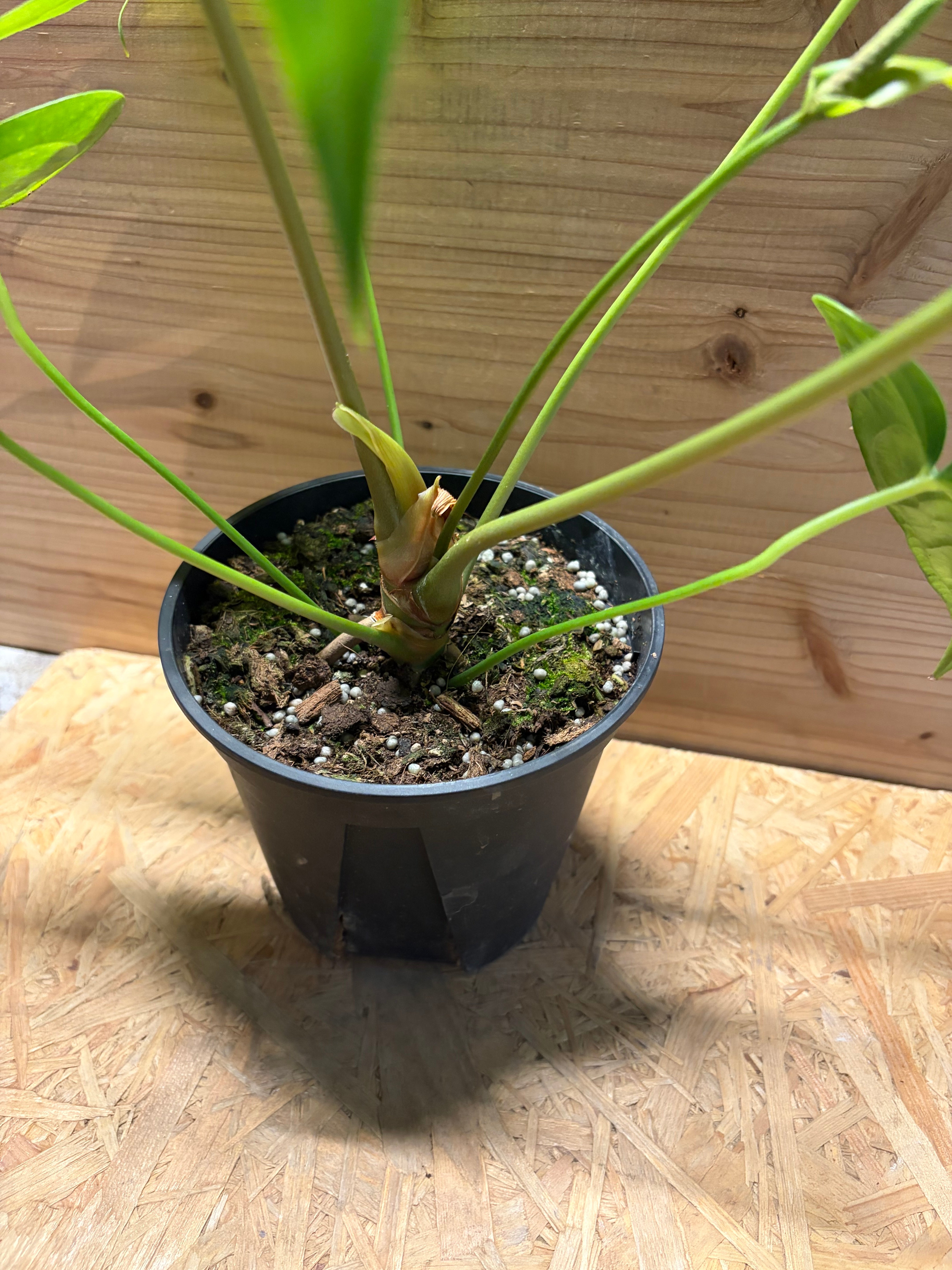 アンスリューム ペダトラディアツム ６号 観葉植物 おしゃれ 美品 限定 アンスリウム ペダトラディアツム | GREEN LUCK